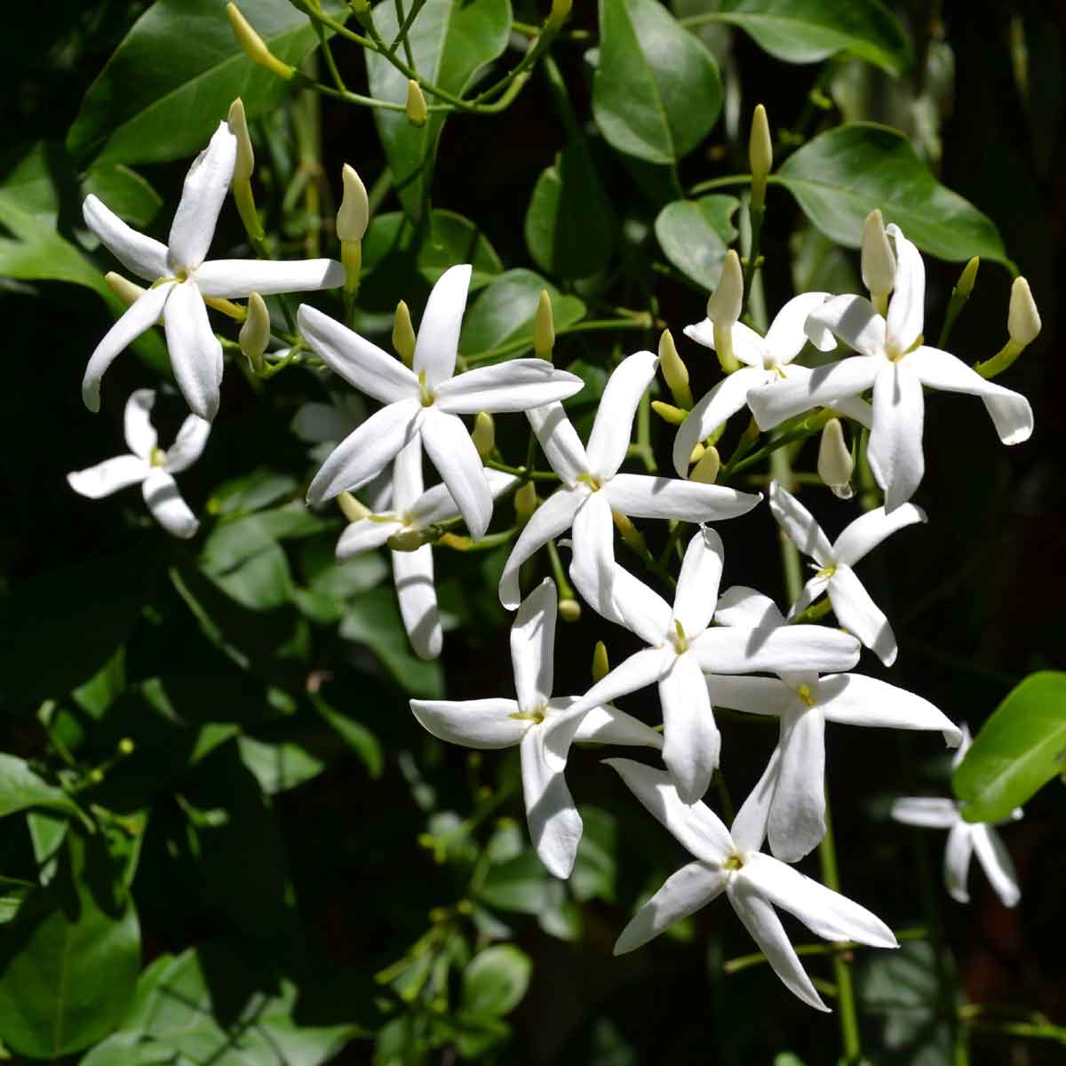 Fiori Profumatissimi : Pianta Di Gardenia Jasminoides In Vaso H 20 Cm Fiori Profumatissimi Ebay : Il giacinto romano con fiori bianchi e verdi, caratterizzato da due o tre fusti per bulbo, foglie piccole lineari e fiori campanulati è una varietà.