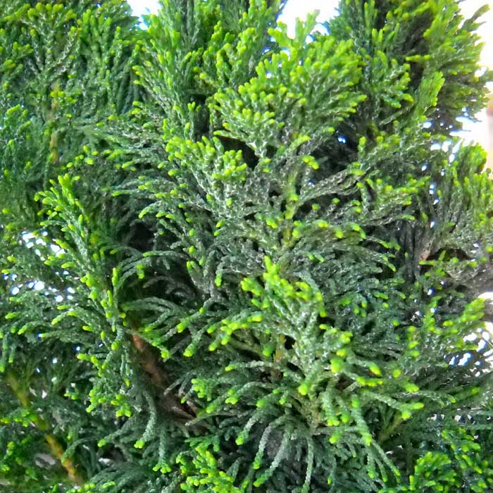 Chamaecyparis obtusa Nana Gracilis