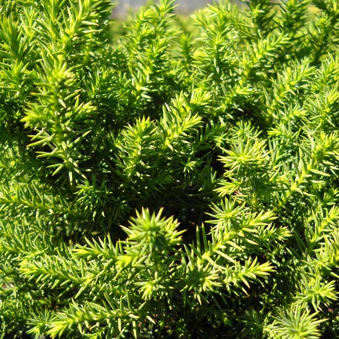 Cryptomeria Japonica Vilmoriniana