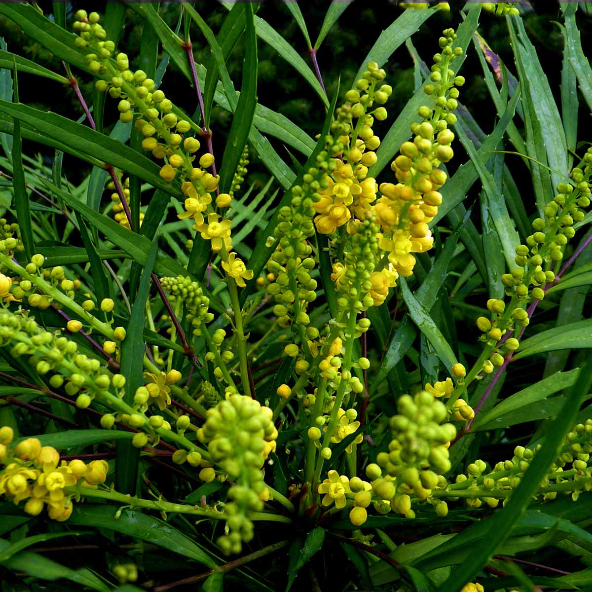 Mahonia eurybracteata Sweet Winter