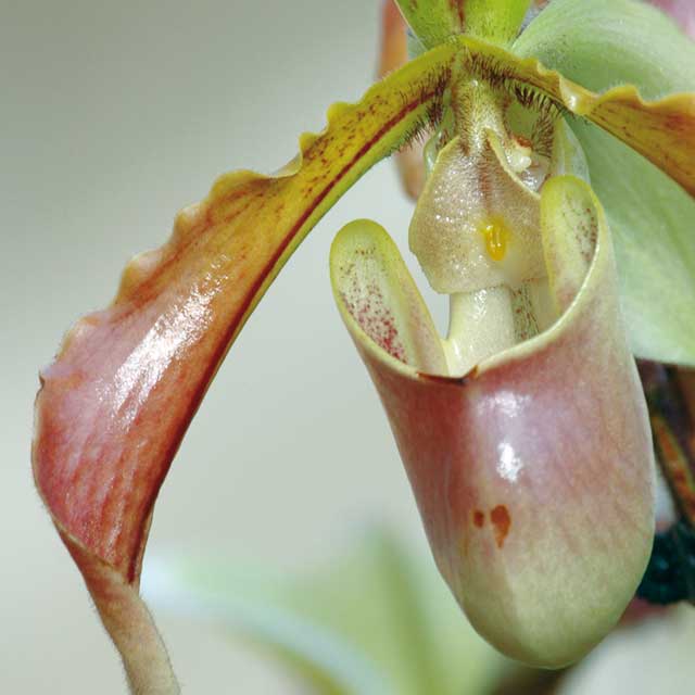 Piante per i piccoli giardinieri