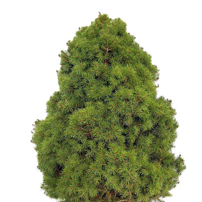 Picea glauca albertiana “Conica”