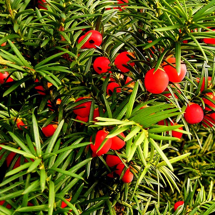 Taxus baccata