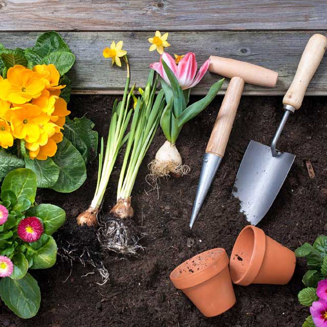 Primi segni di primavera: semine e trapianti