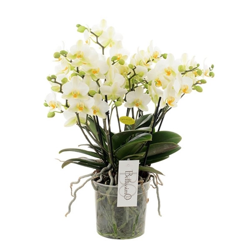 Orchidea Phalaenopsis Multiflora Bellissimo white