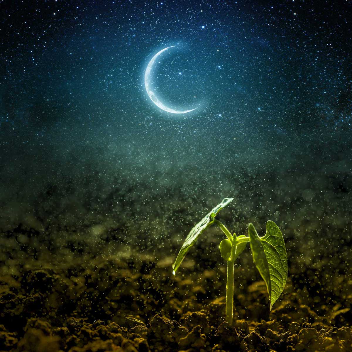 Orto in balcone e in giardino: semine e trapianti seguendo la luna