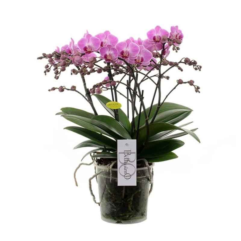 Orchidea Phalaenopsis Multiflora Bellissimo pink