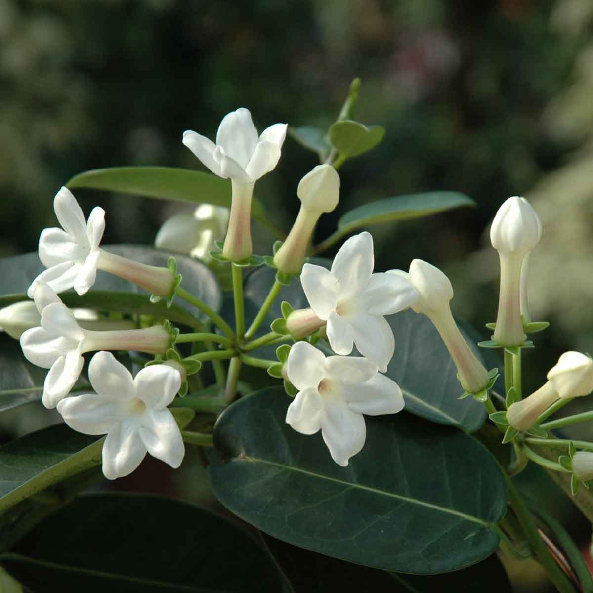 Stephanotis floribunda