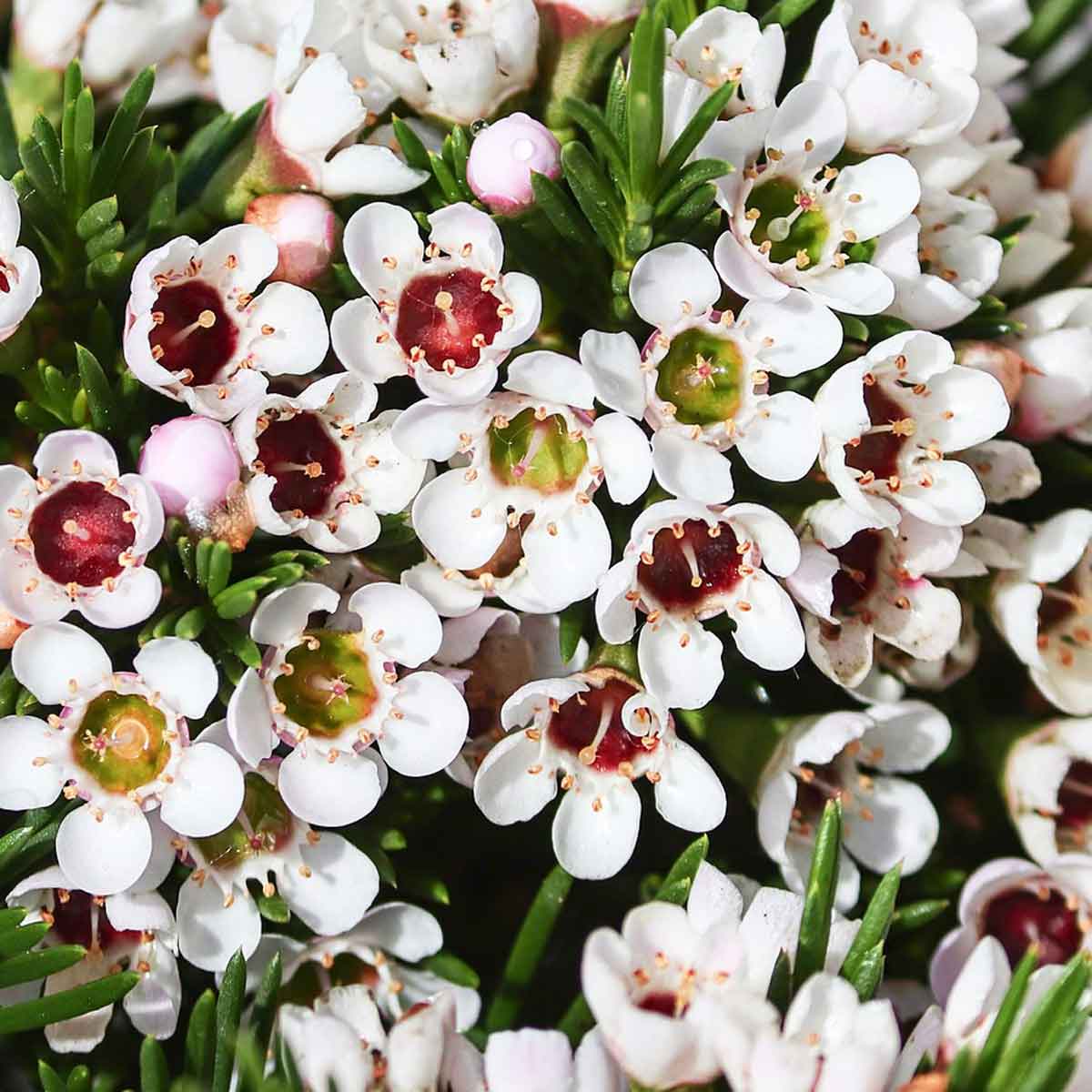 Wax flower (Chamelaucium floriferum)