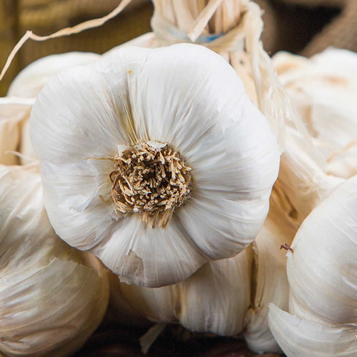 Aglio bianco piacentino in pack da 6 piante