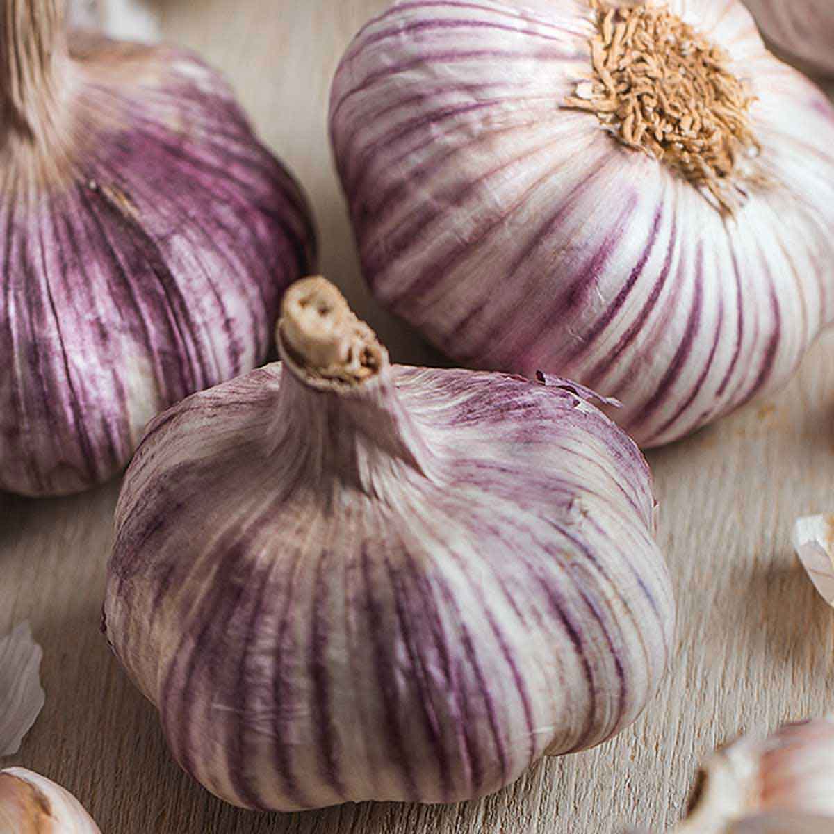 Aglio rosso tipo di Sulmona in pack da 6 piante