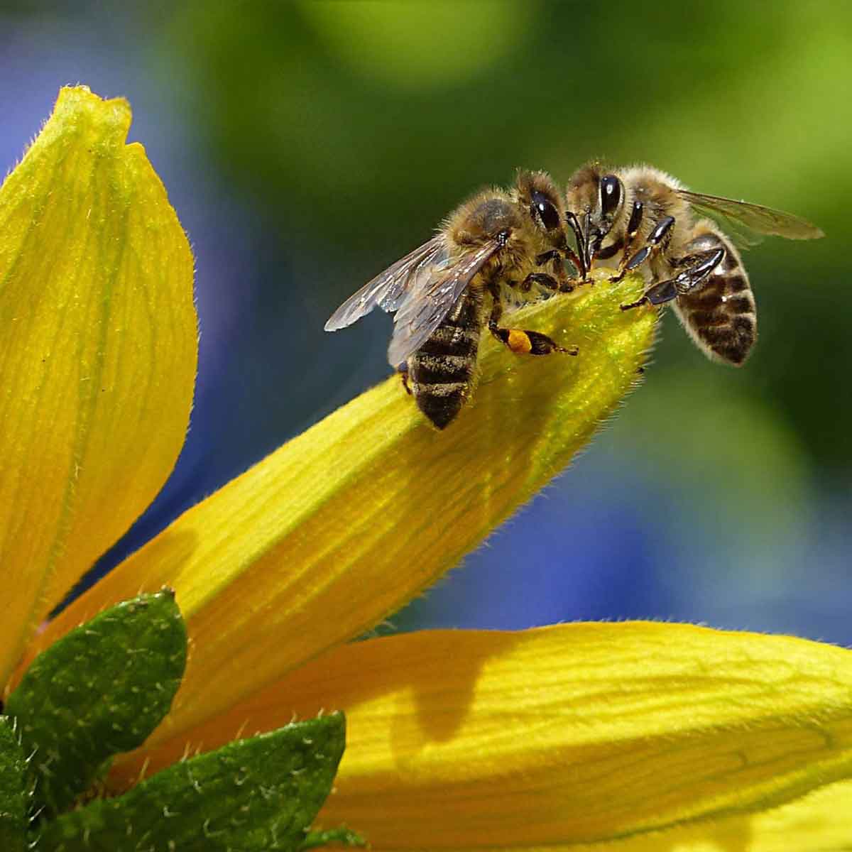 Apicoltura, una passione in crescita