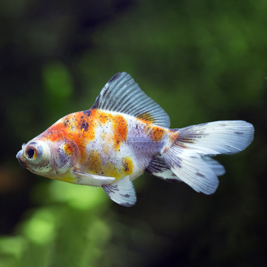 Carassius Auratus Calico (Oranda Calico)