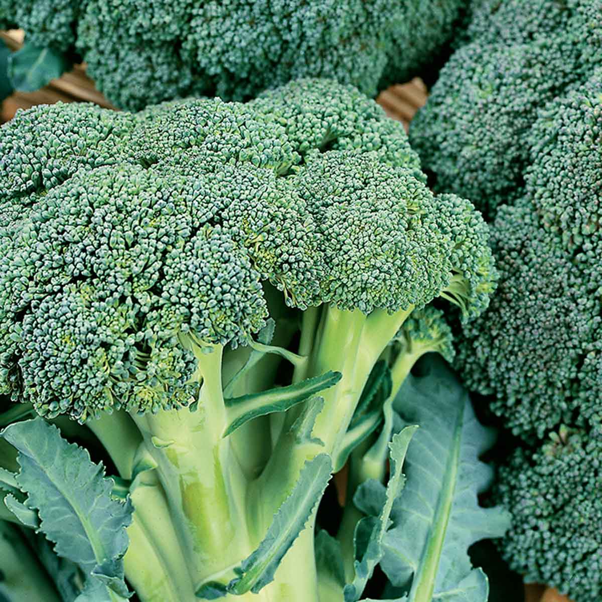 Cavolo broccolo in varietà in pack da 6 piante