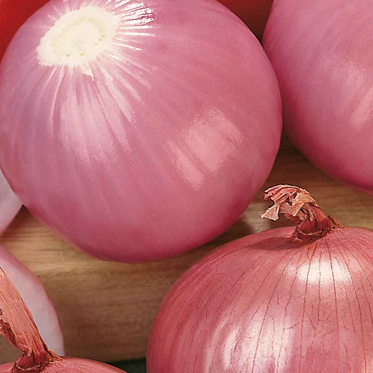 Cipolla rosata savonese in pack da 12 piante
