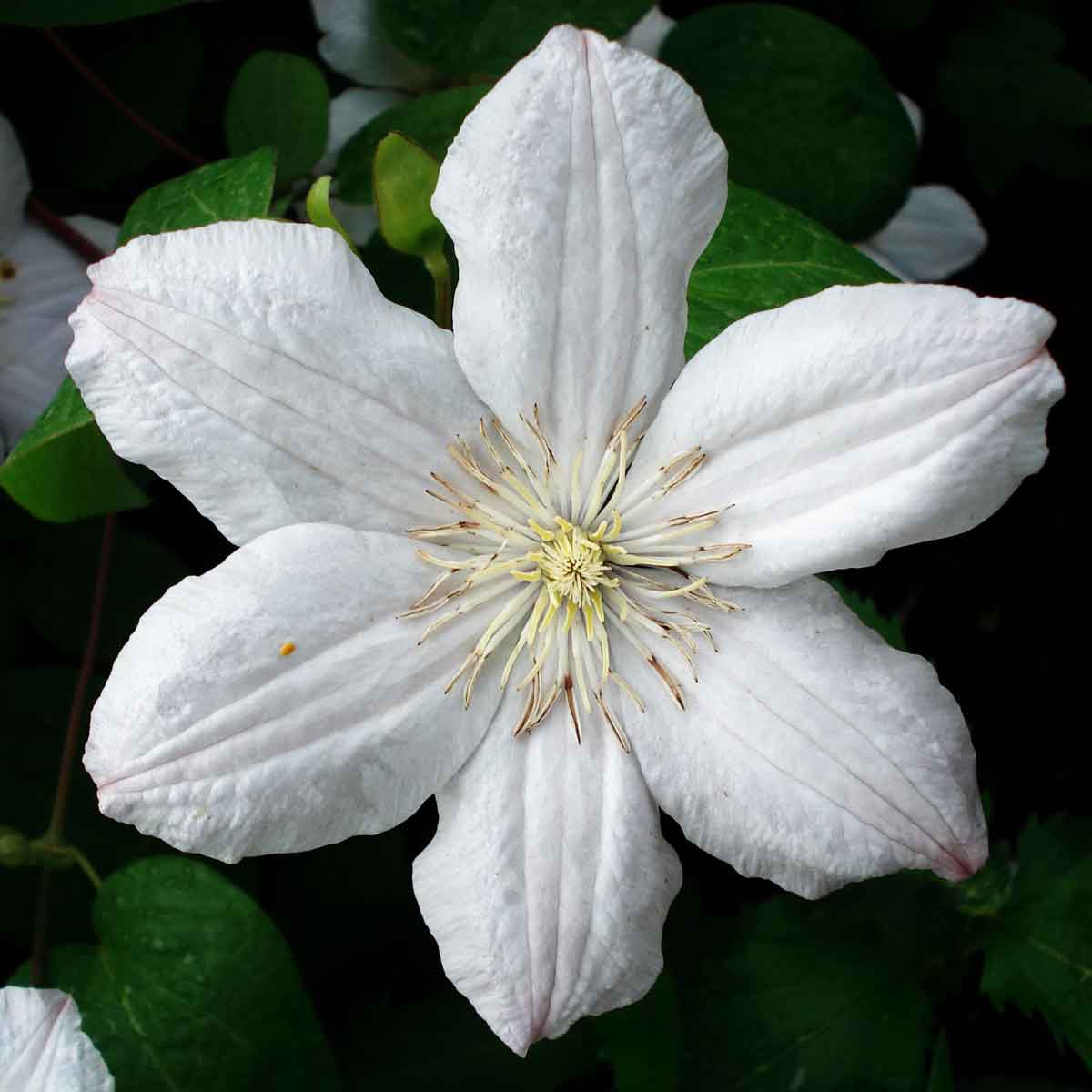 Clematis armandii