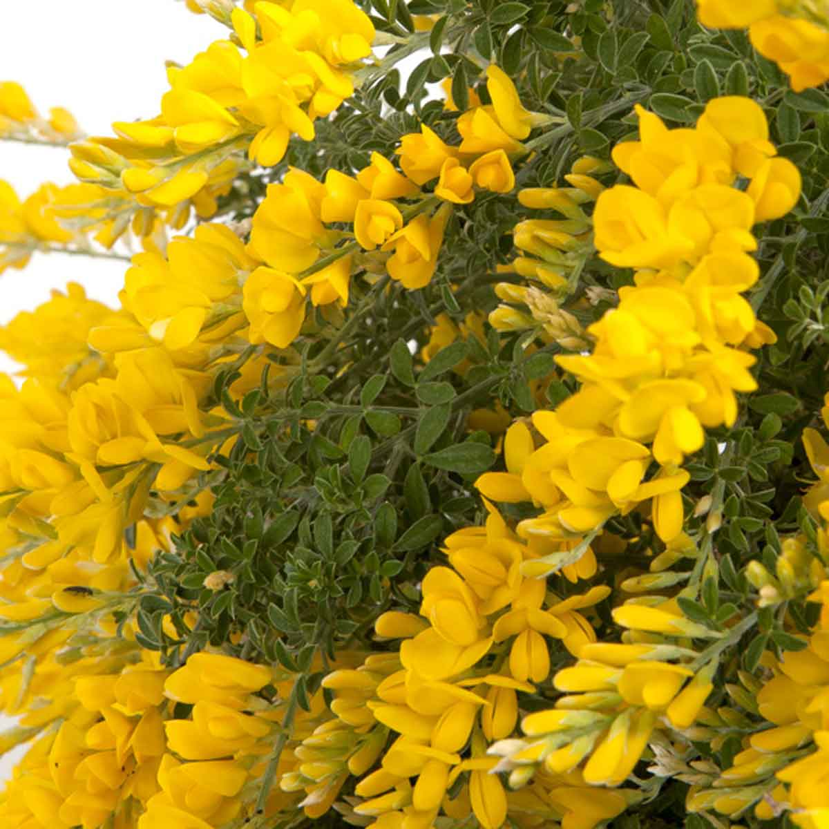 Cytisus Racemosus