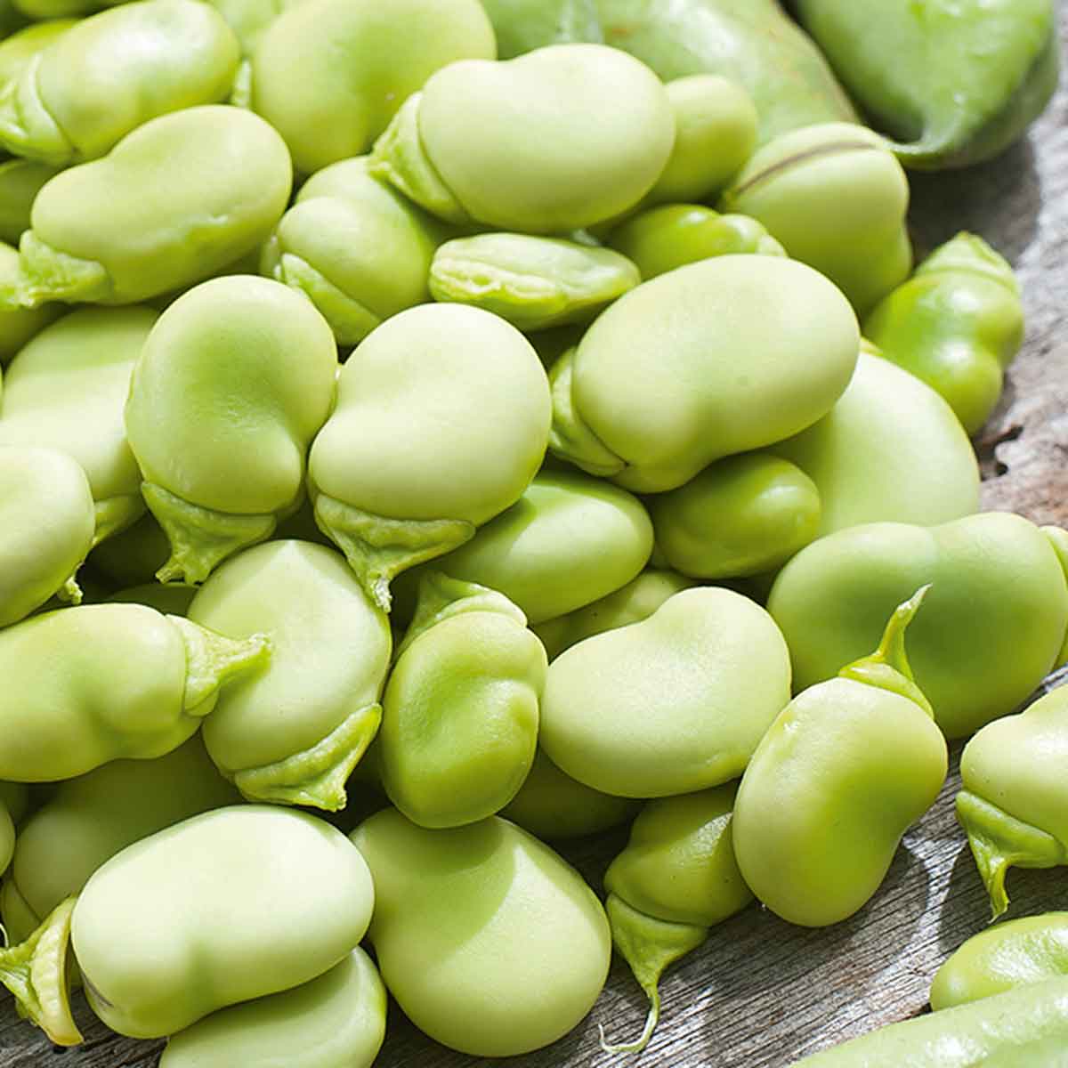 Fava Superaguadulce in pack da 12 piante