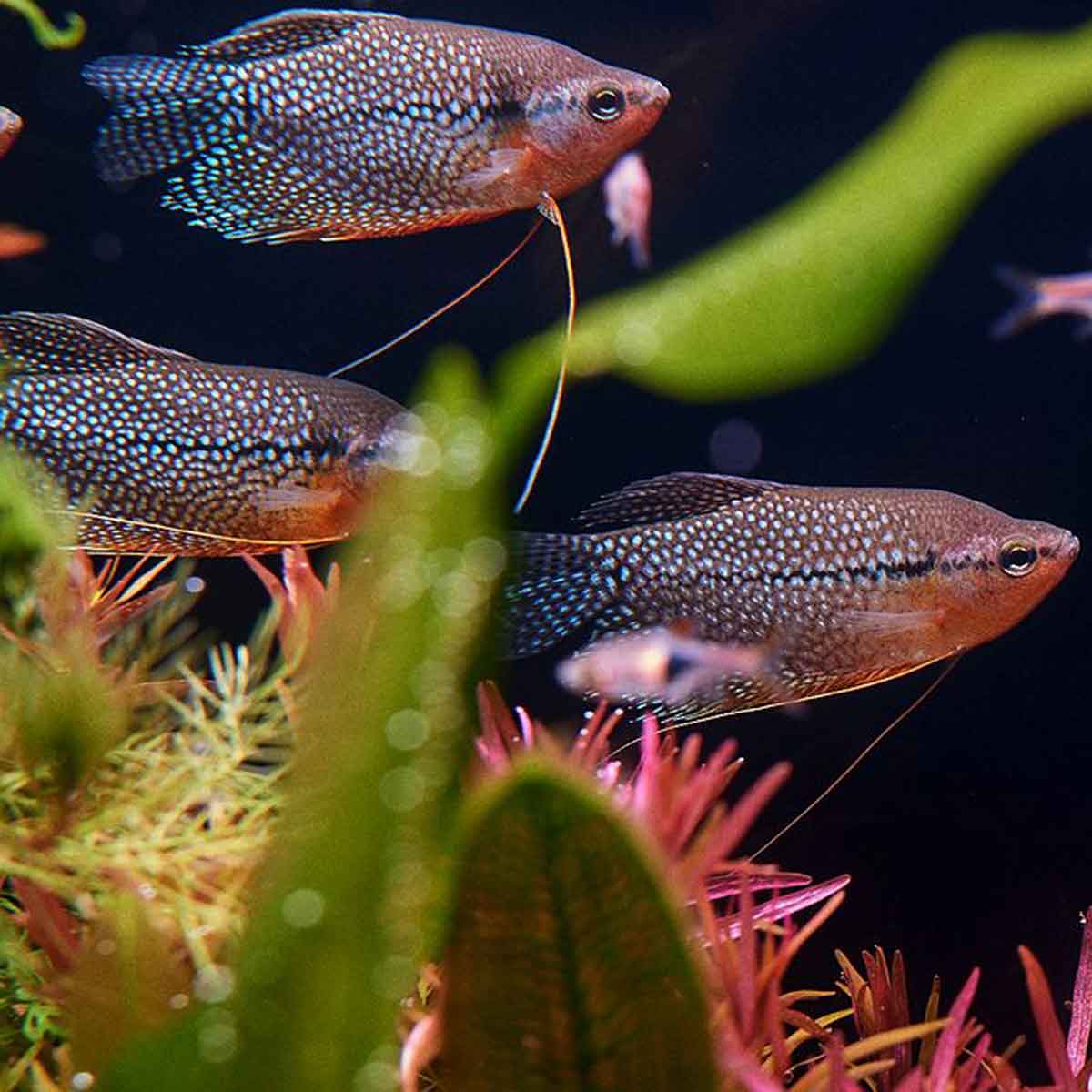 Gourami mosaico