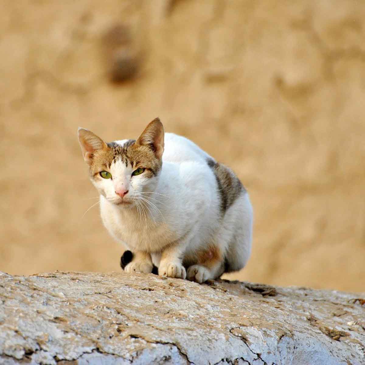 Il gatto, un cacciatore latente