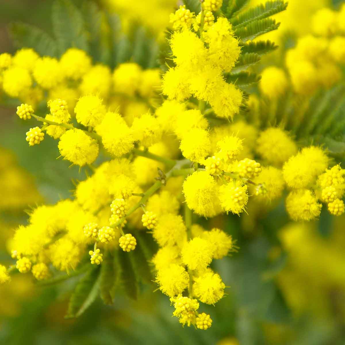 La Mimosa il “giallo” della donna