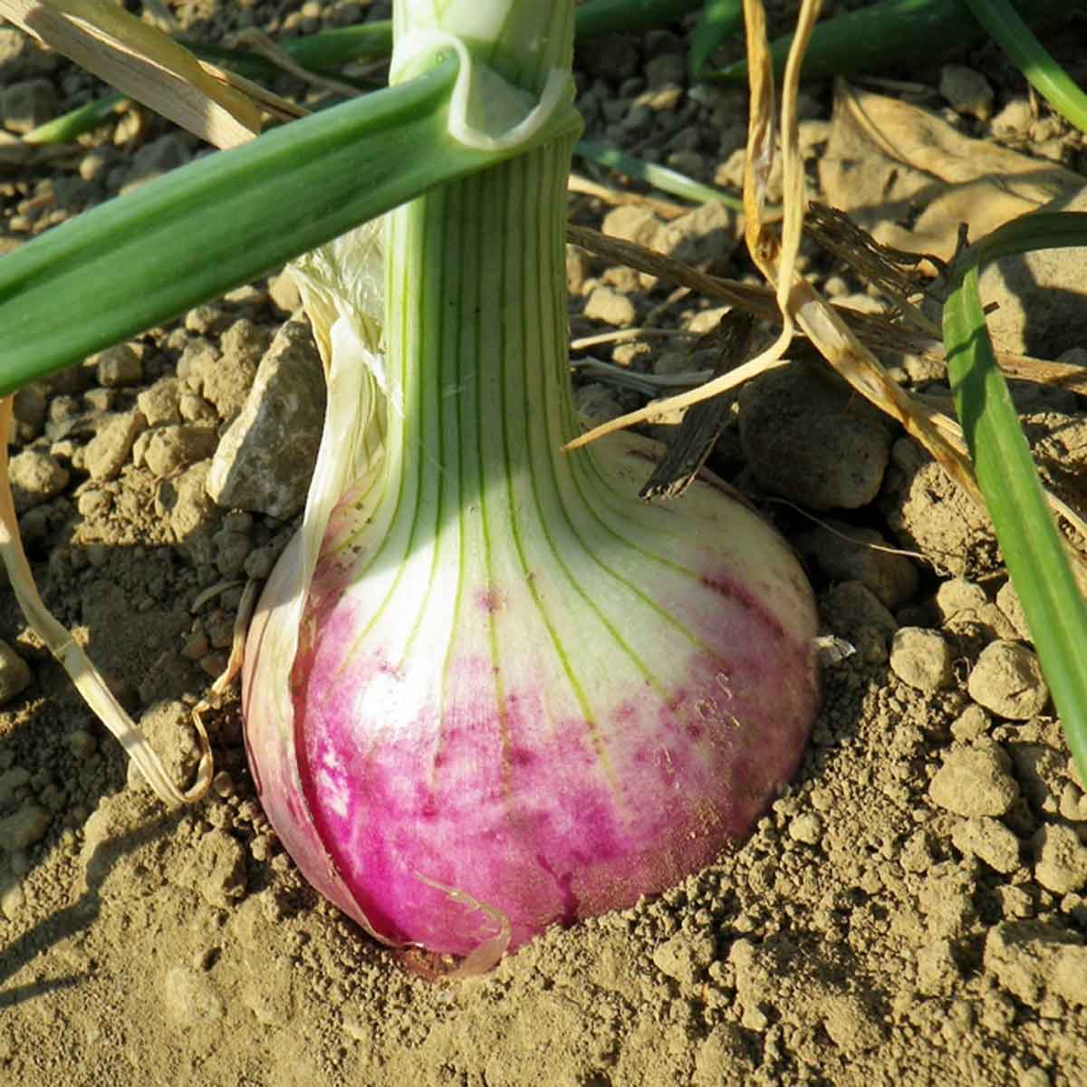 La cipolla, pianta dalle proprietà antisettiche