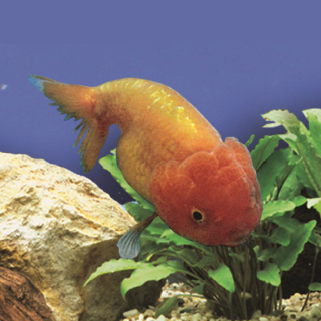 Oranda Ranchu