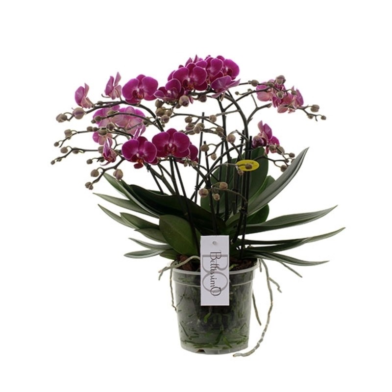 Orchidea Phalaenopsis Multiflora Bellissimo purple