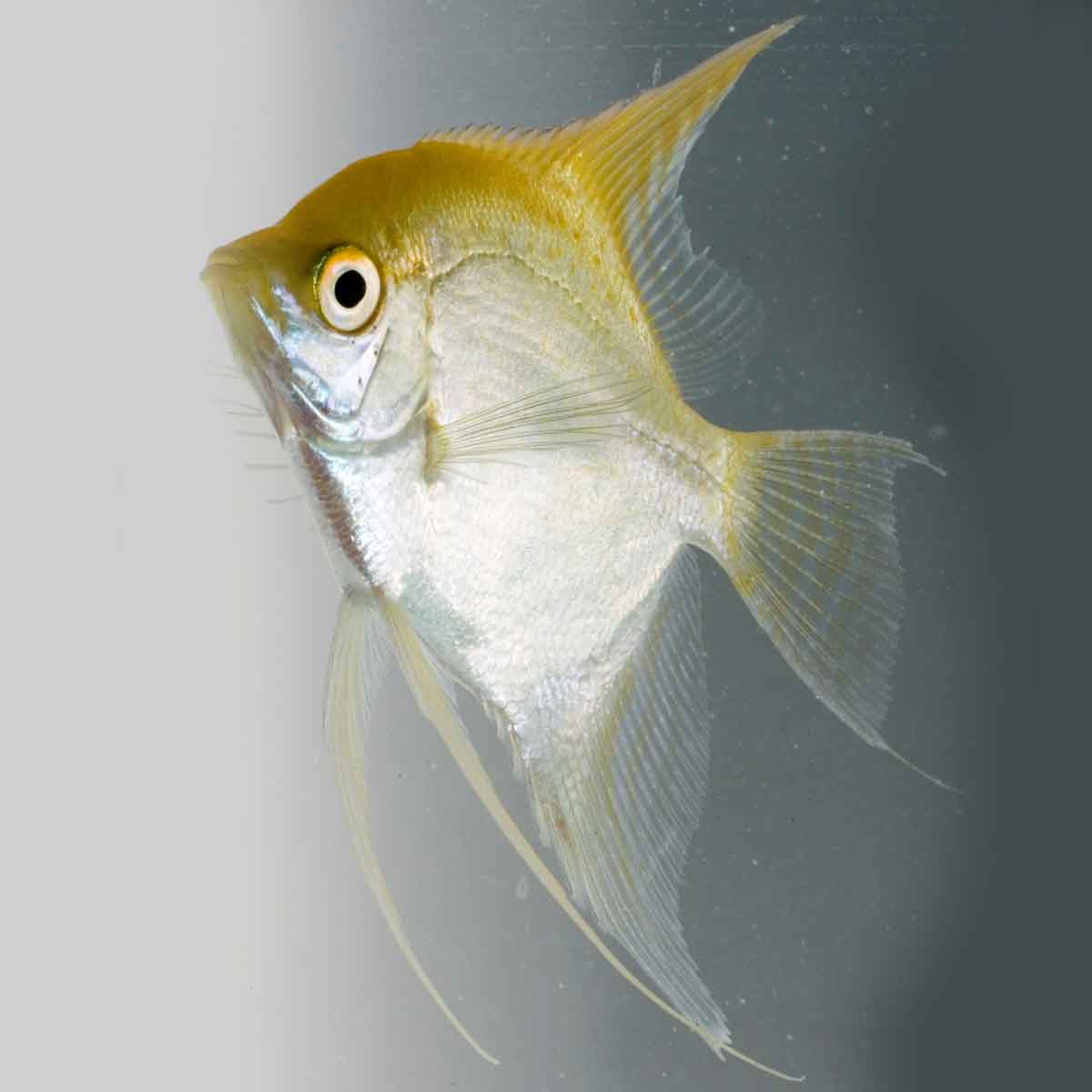 Pterophyllum scalare