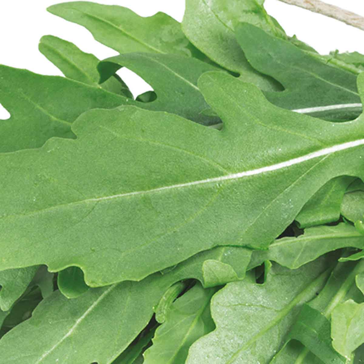 Rucola selvatica Athena in pack da 9 piante