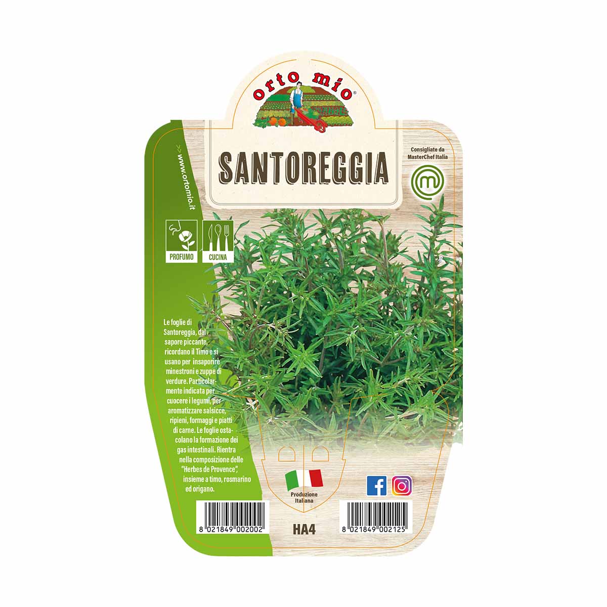 Santoreggia Montana in vaso diametro 14cm