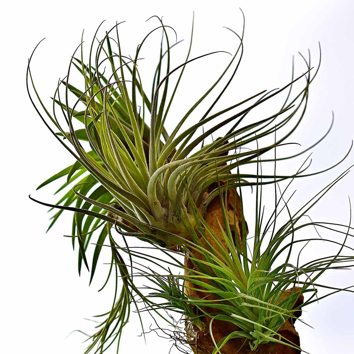 Tillandsia xerographica