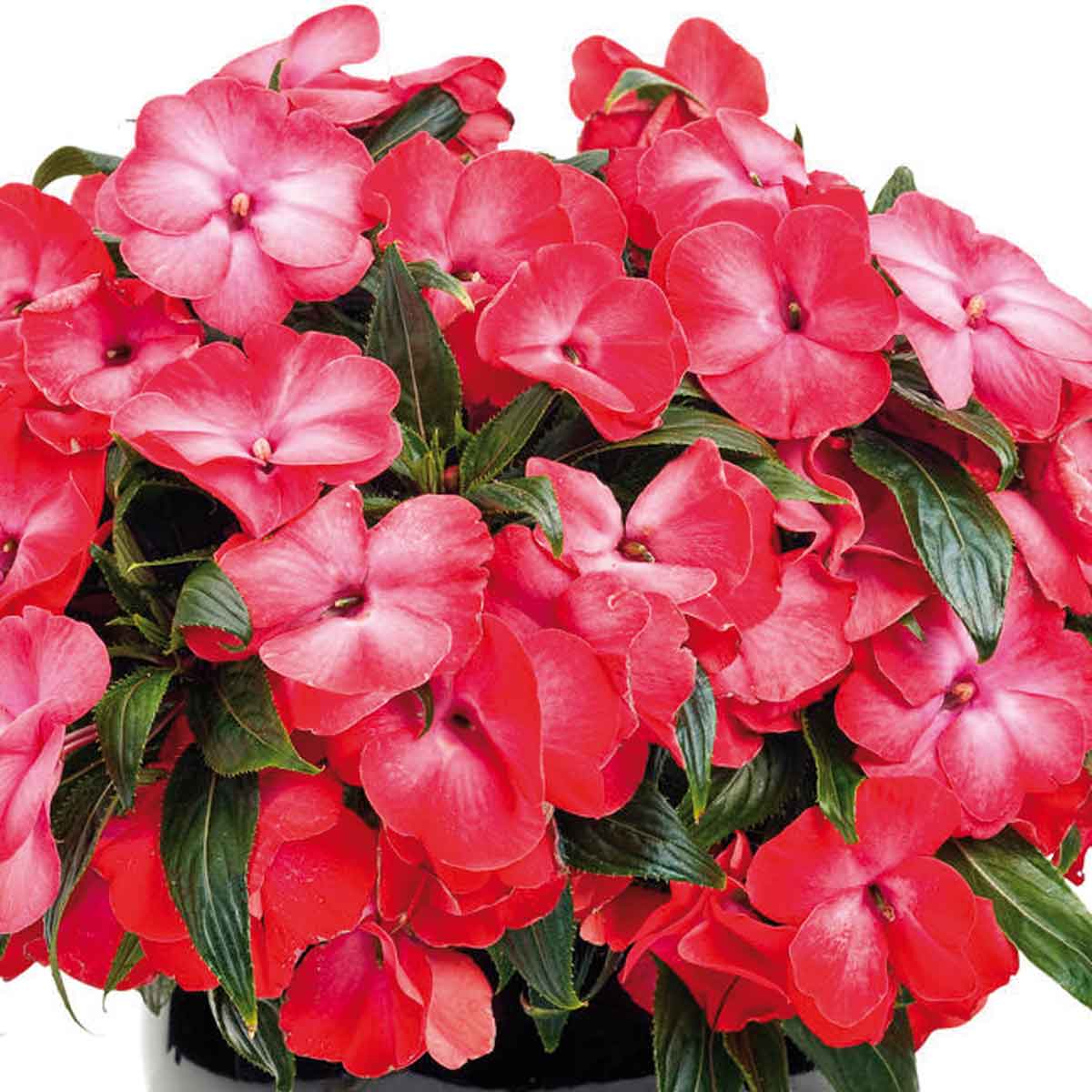 Impatiens o fiori di vetro: una delle più esplosive fioriture dell'estate