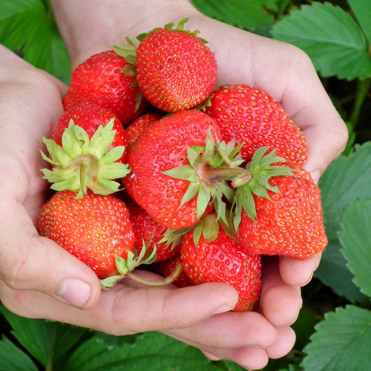 Fragole in varietà in vaso diametro 10cm