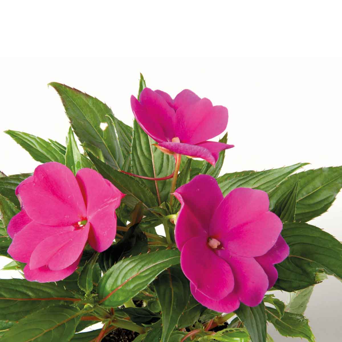 Impatiens Nuova Guinea in vaso diametro 12cm