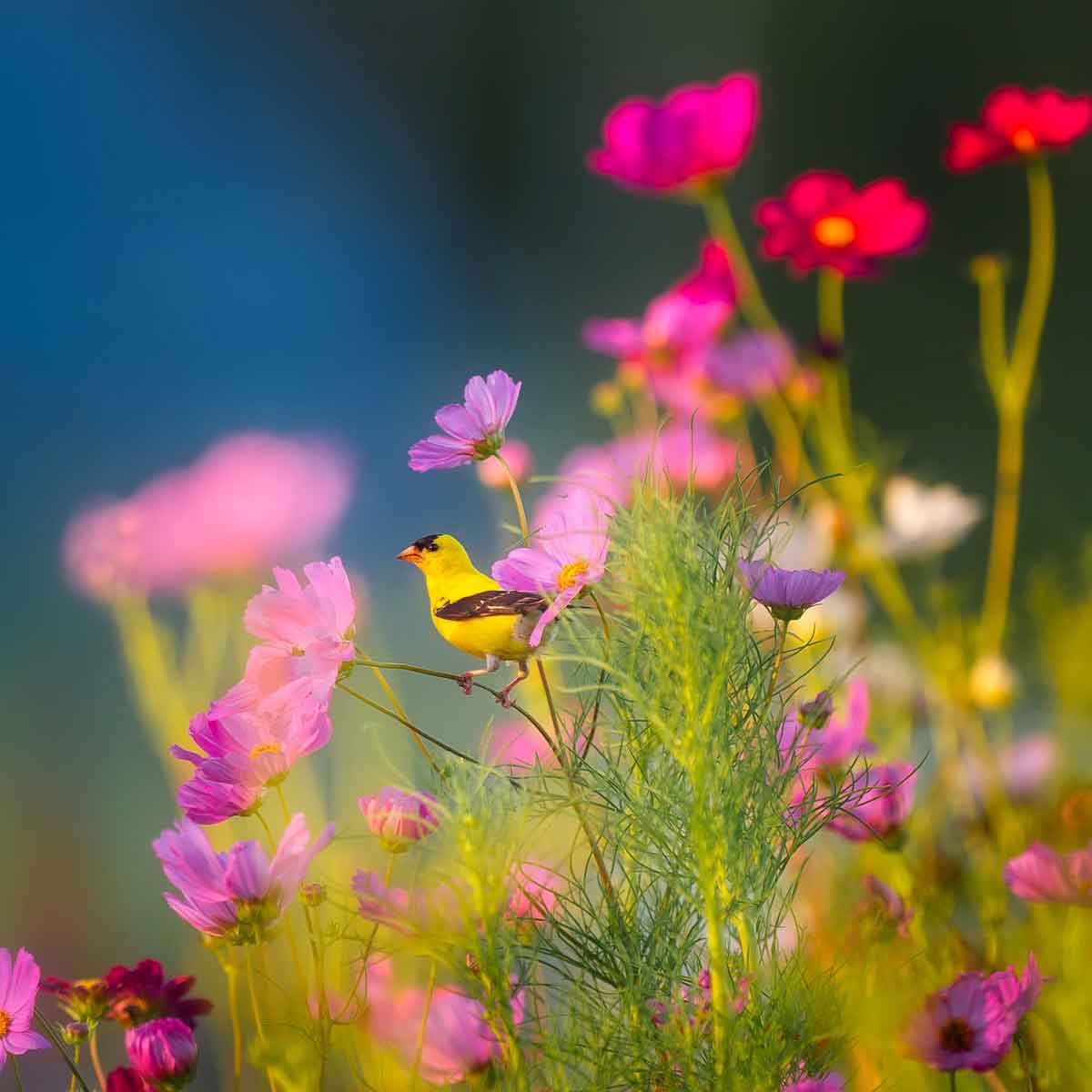 La cromoterapia con i fiori