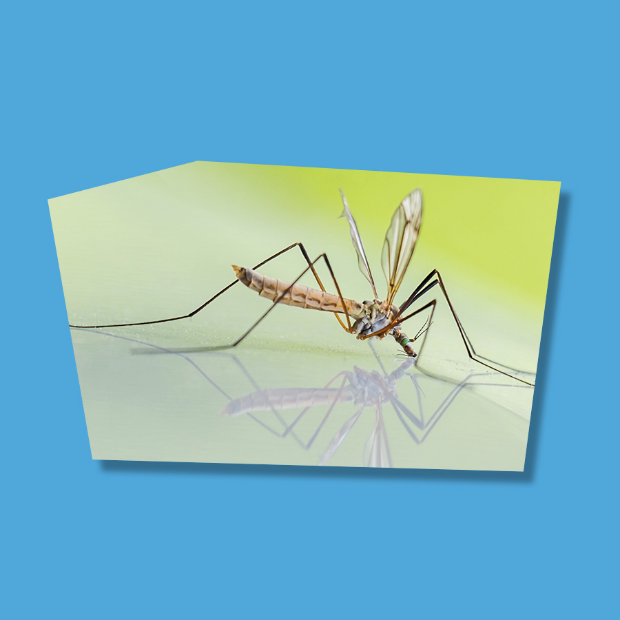 Fiori utili contro zanzare, pulci e altri insetti