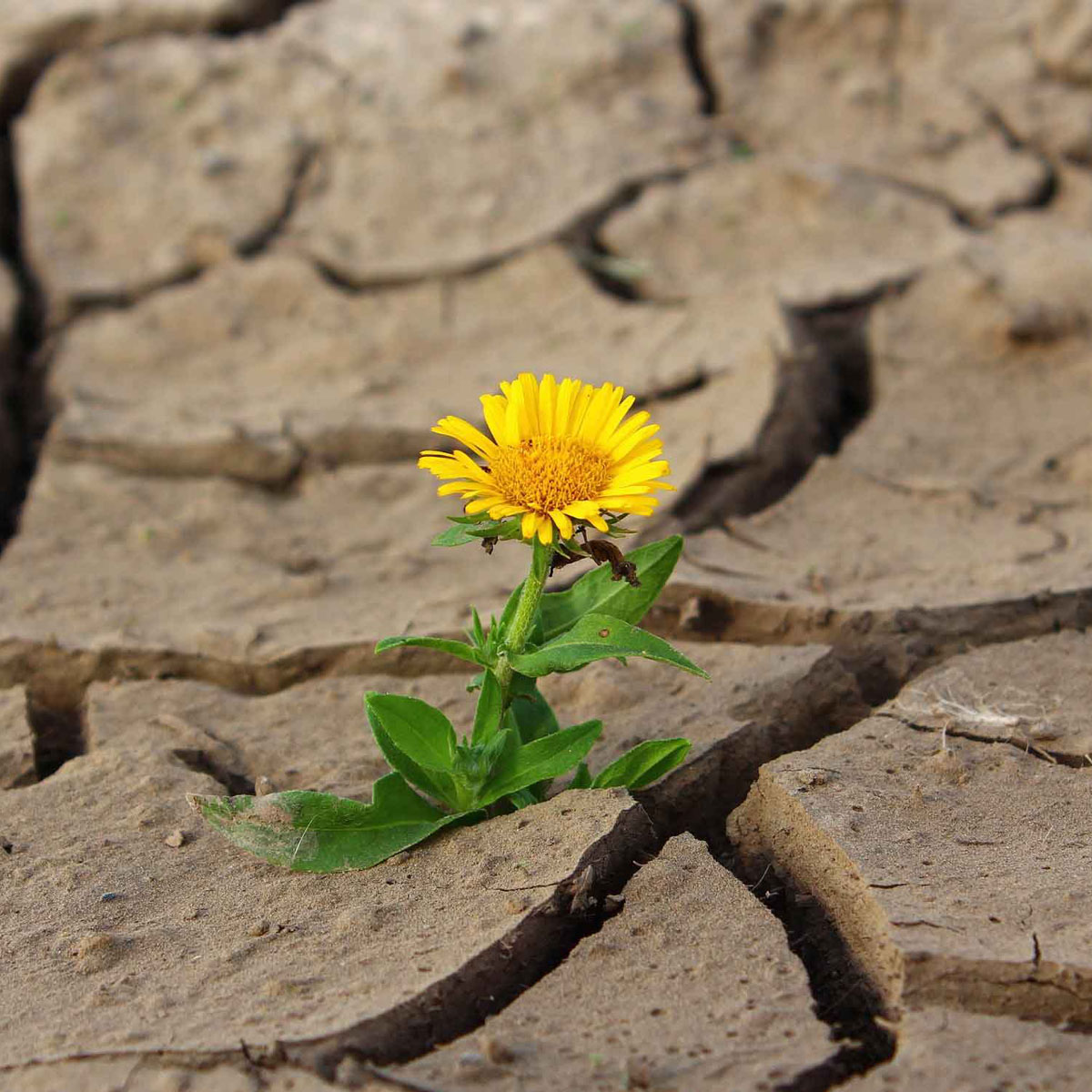 Il verde dice stop alle “isole di calore”