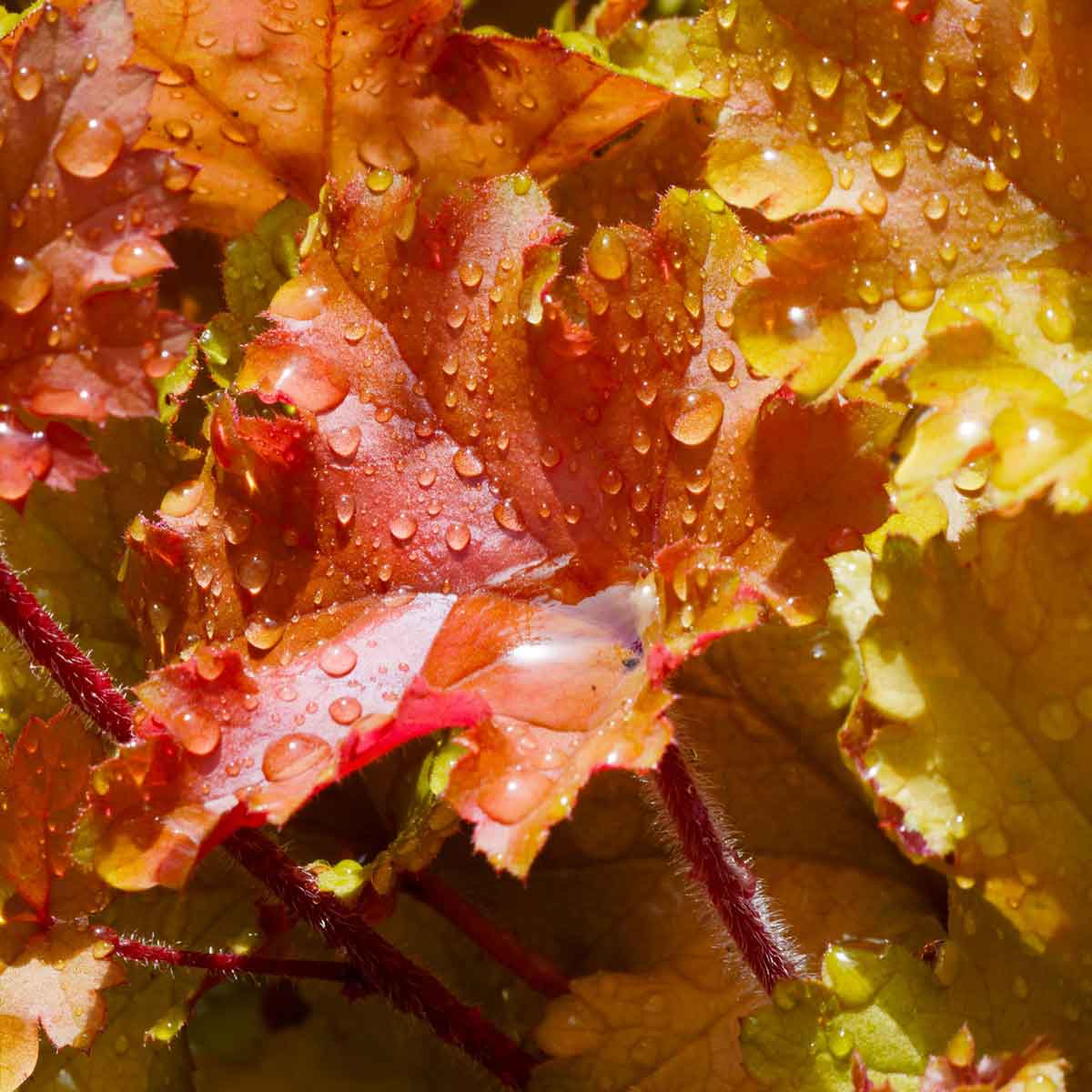 Heuchera o Eucheria