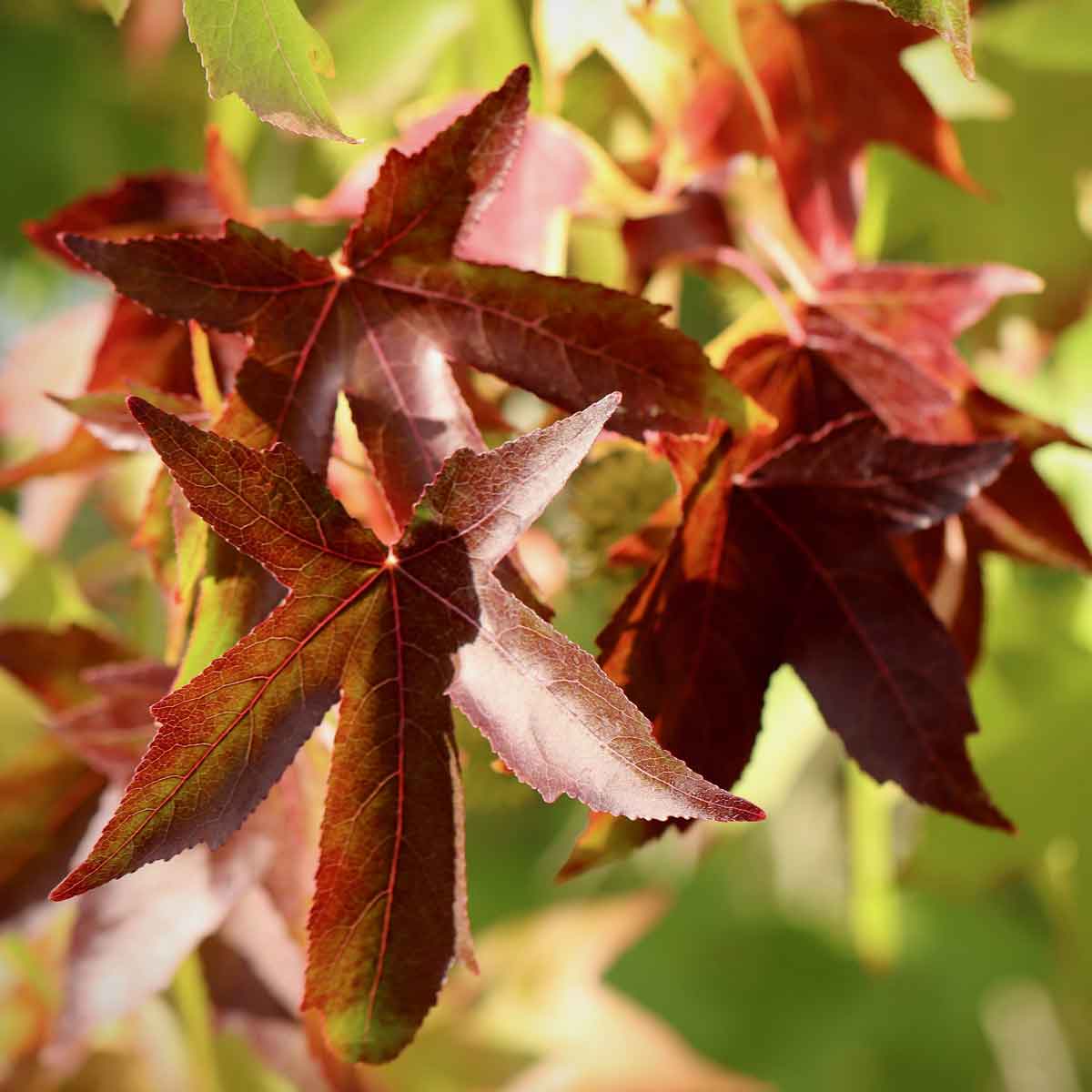 Liquidambar, Albero dello Storace