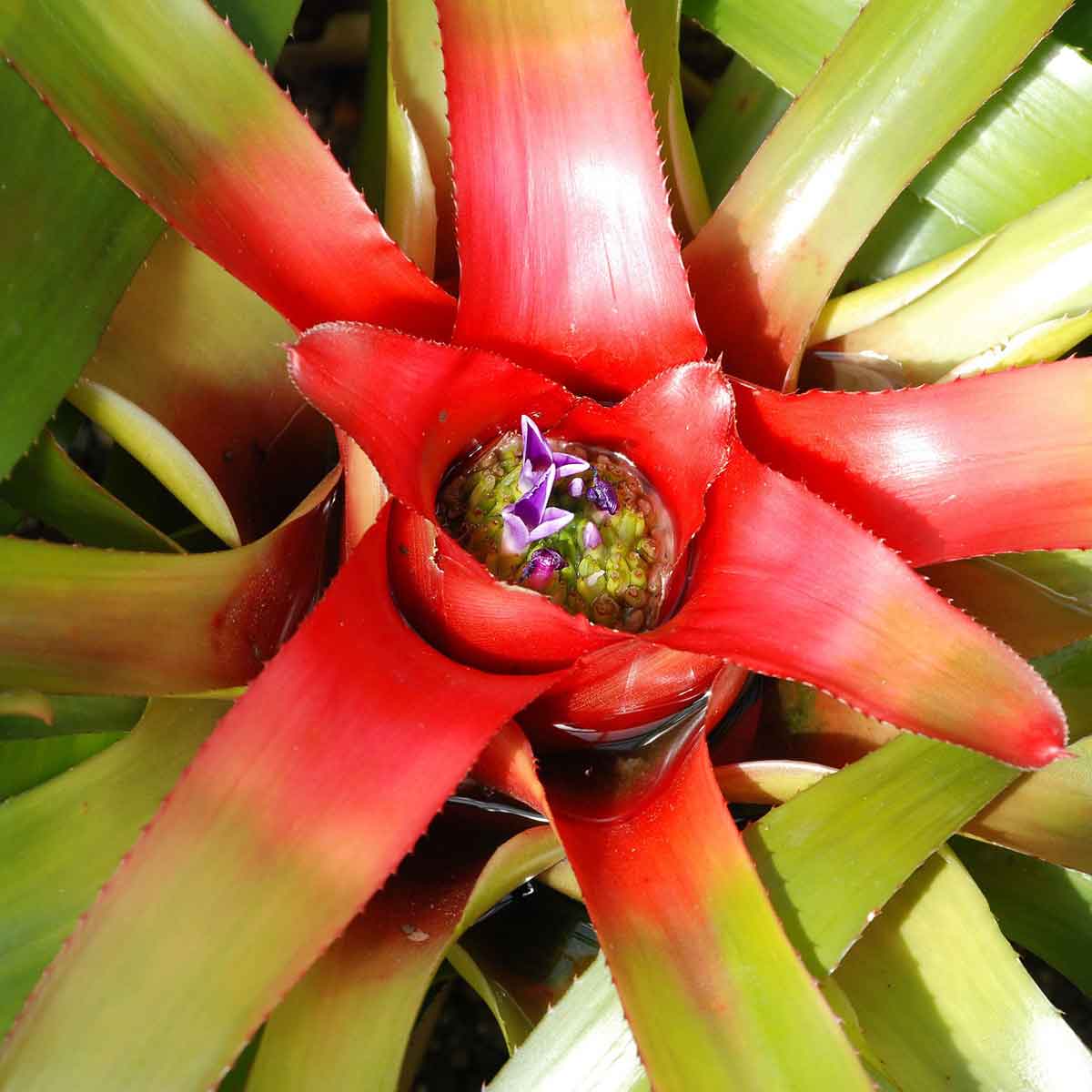 Neoregelia