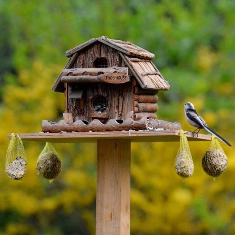 Birdfeeding: come aiutare gli uccellini con l’arrivo del freddo