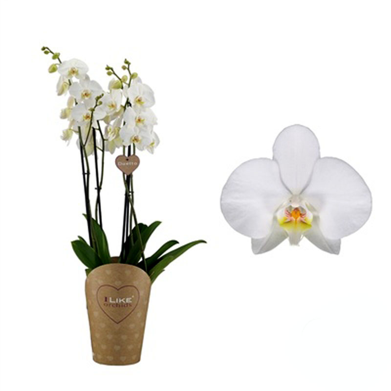 Orchidea Phalaenopsis Duetto a 4 rami