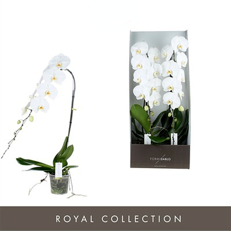 Phalaenopsis Formidablo bianco con scatola regalo