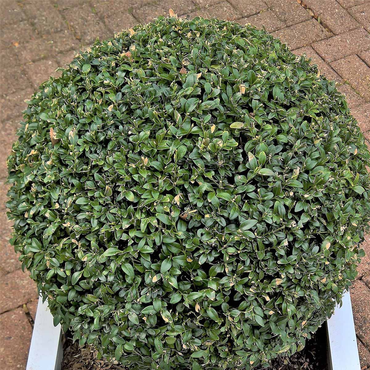 Buxus sempervirens