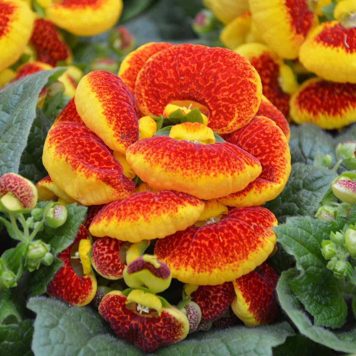 Calceolaria herbeohybrida