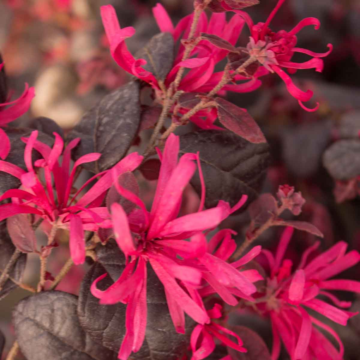 Loropetalum in varietà