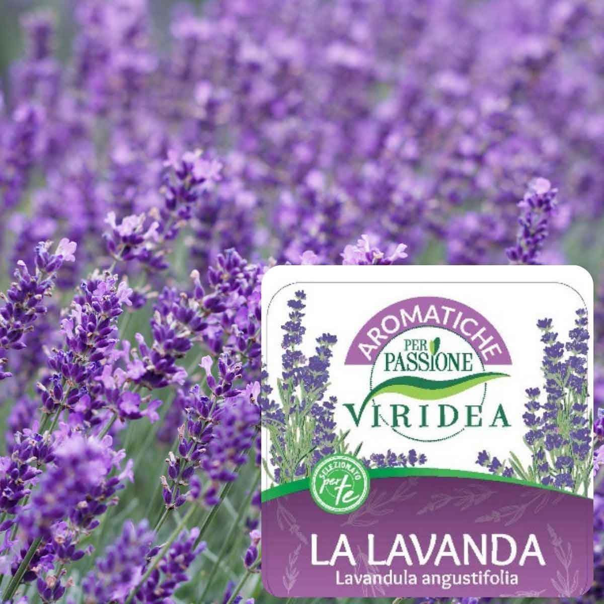 Aromatiche per Passione – Lavanda in varietà