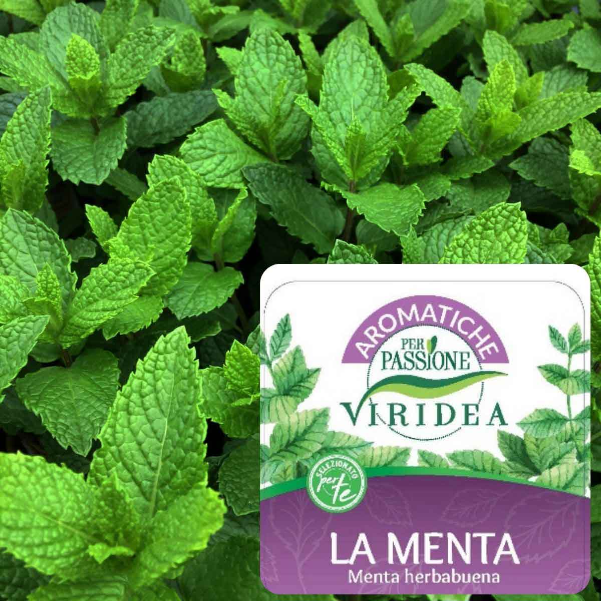 Aromatiche per Passione – Menta in varietà