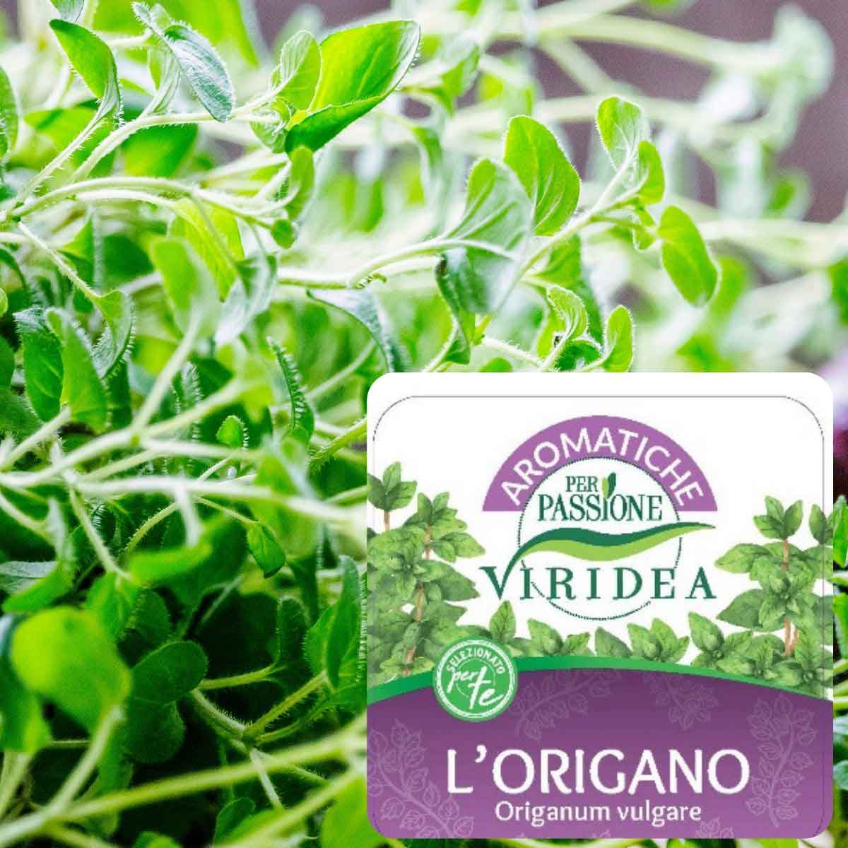 Aromatiche per Passione – Origano